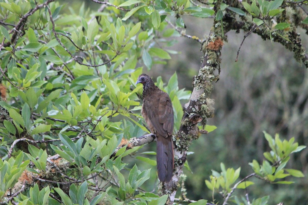 Speckled Chachalaca - ML132169041