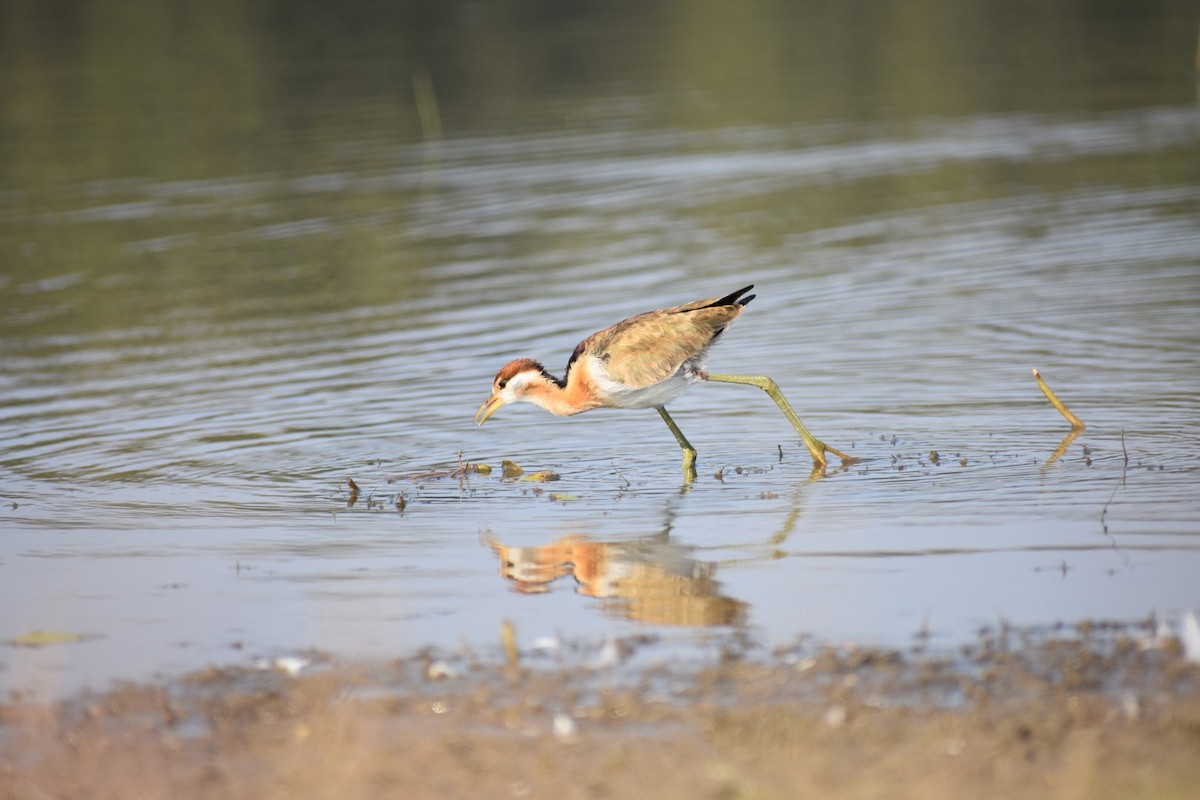 Bronze-winged Jacana - ML132169371