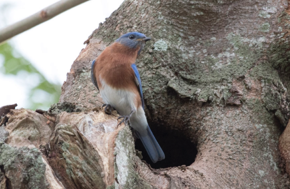 Eastern Bluebird - Fan Song