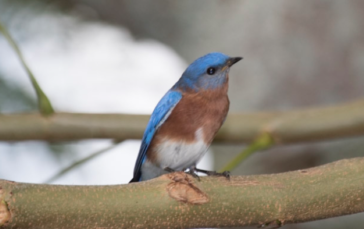 Eastern Bluebird - ML132169541