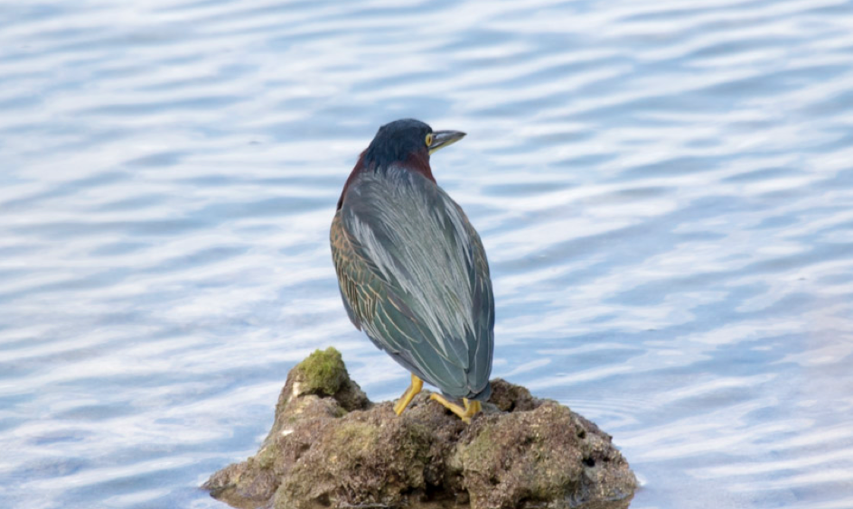 Green Heron - ML132169721