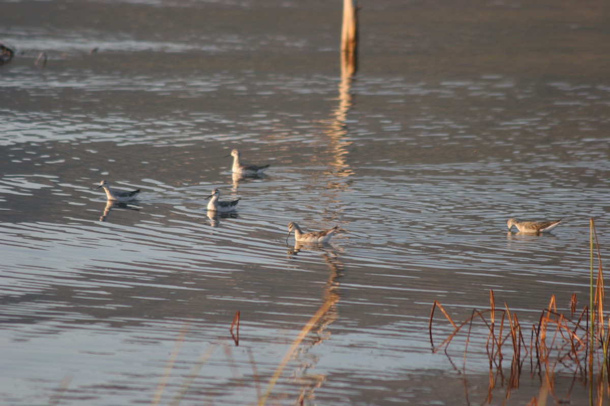 Wilson's Phalarope - ML132169731