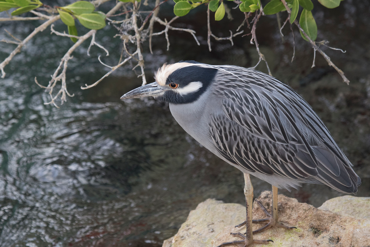 Yellow-crowned Night Heron - Fan Song