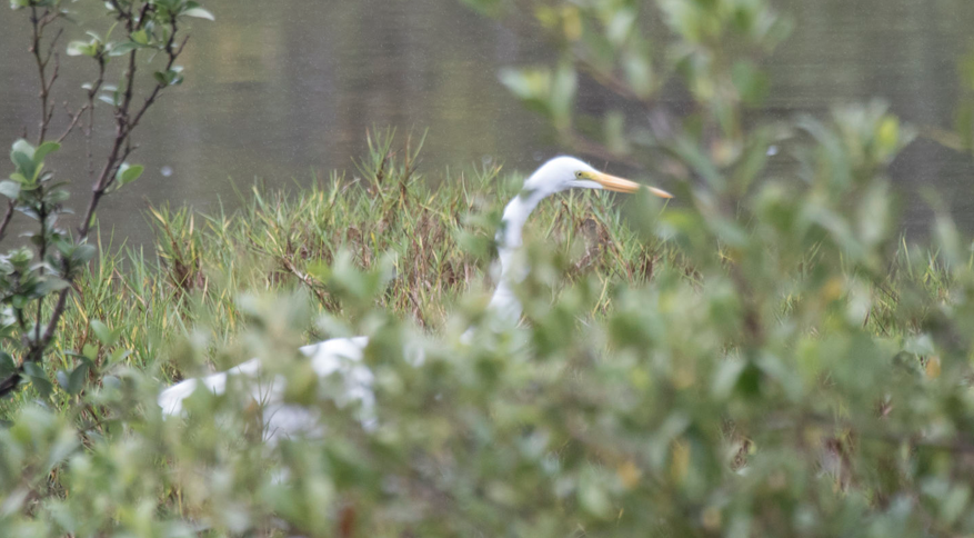 Great Egret - ML132170831