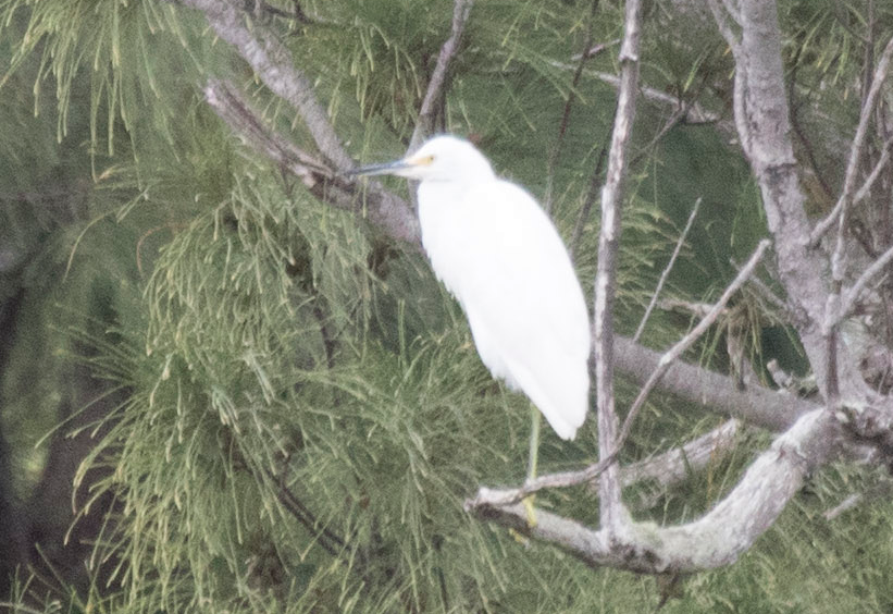 Snowy Egret - Fan Song