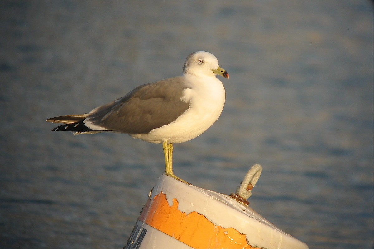 Black-tailed Gull - ML132172161