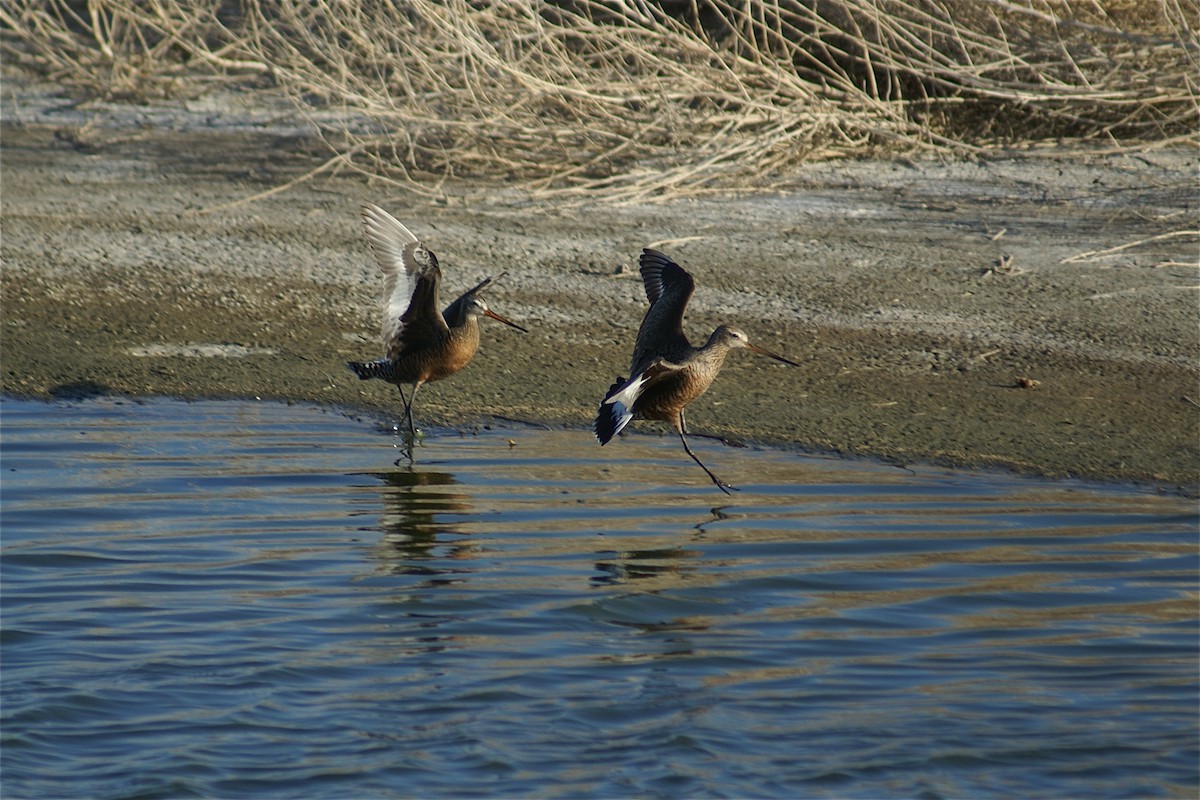 Hudsonian Godwit - ML132172191