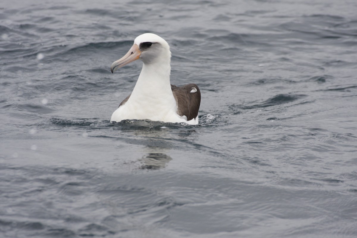 Laysan Albatross - Michael Riffel