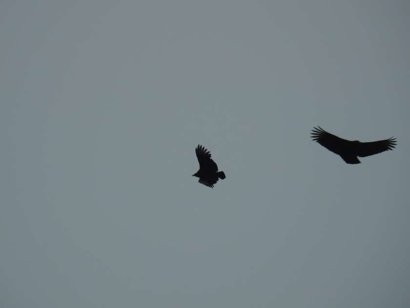 Black Vulture - ML132173001