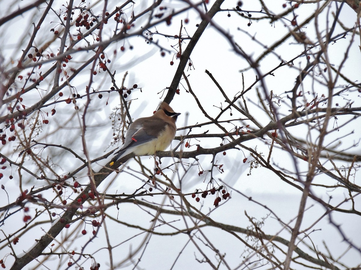 Cedar Waxwing - ML132173221