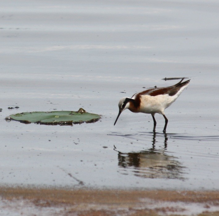 Falaropo Tricolor - ML132173411