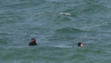 Surf Scoter - adam zions