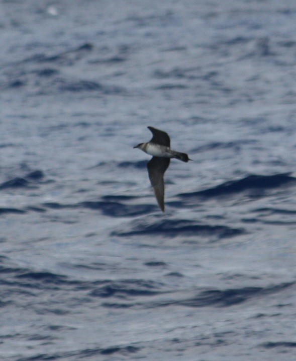 Long-tailed Jaeger - ML132176921