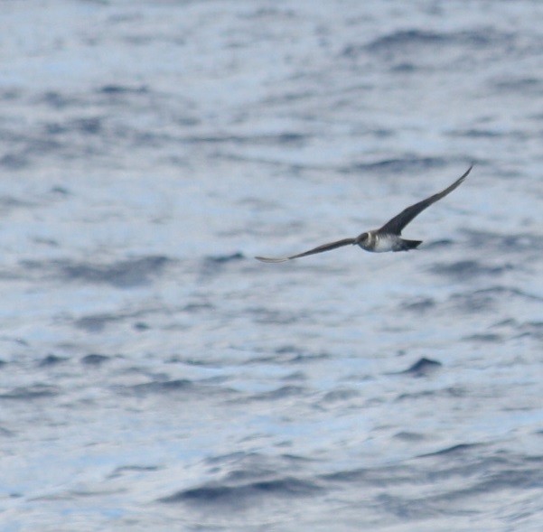 Long-tailed Jaeger - ML132176941