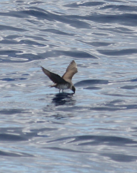 Long-tailed Jaeger - ML132176951