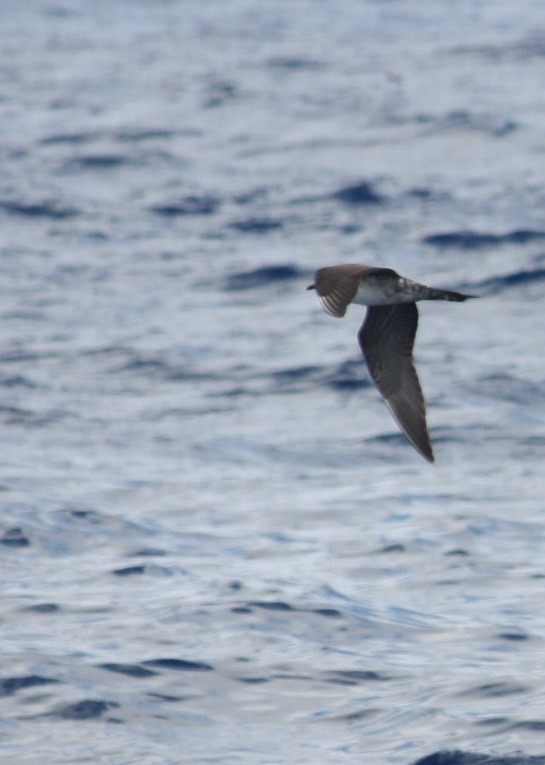 Long-tailed Jaeger - ML132176971