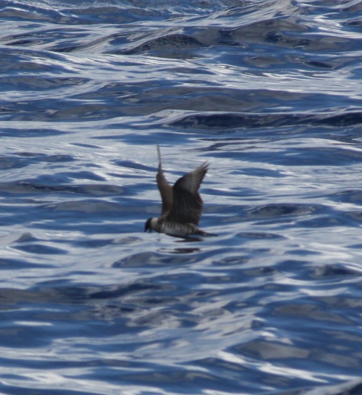 Long-tailed Jaeger - ML132176991