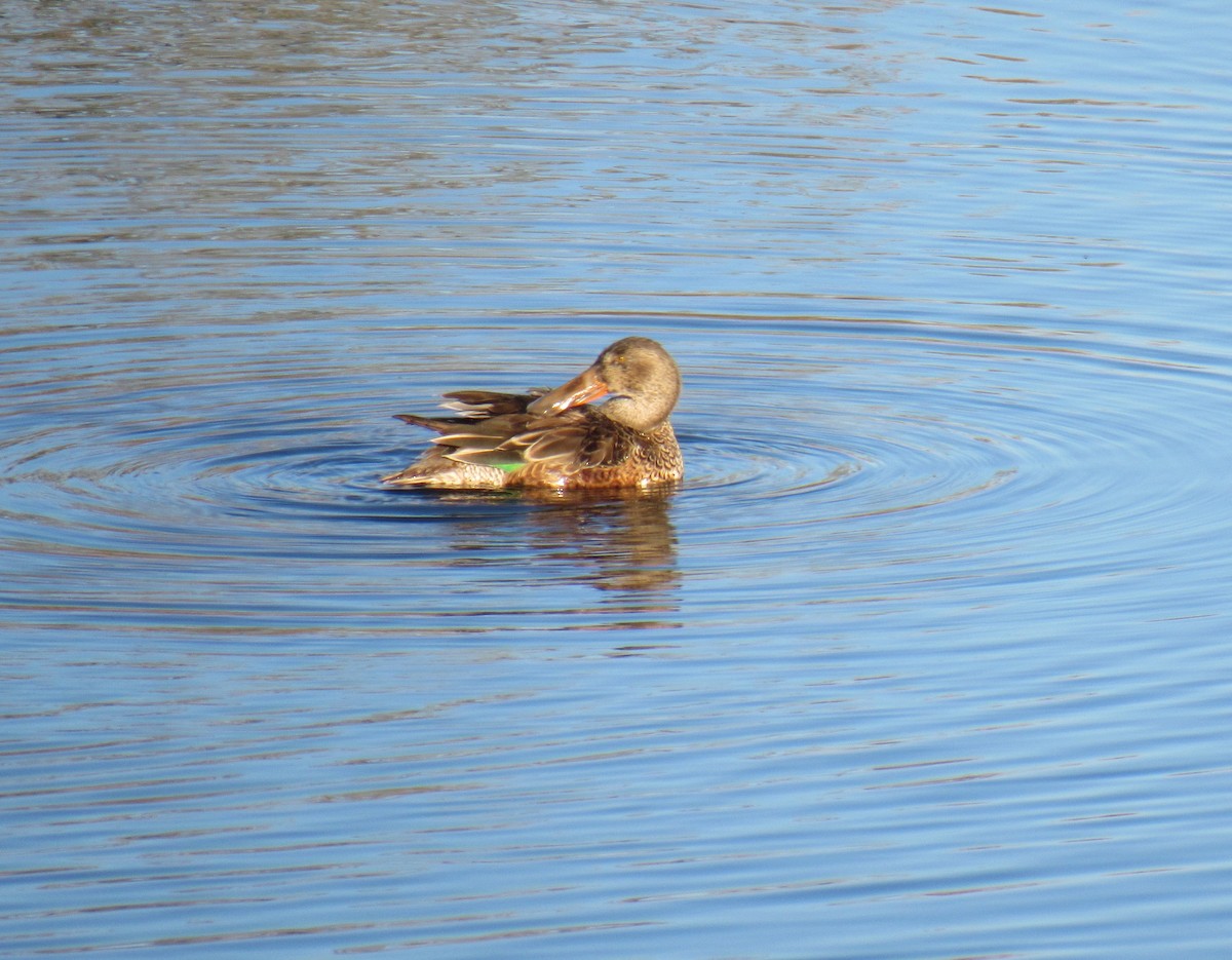 Northern Shoveler - ML132177191