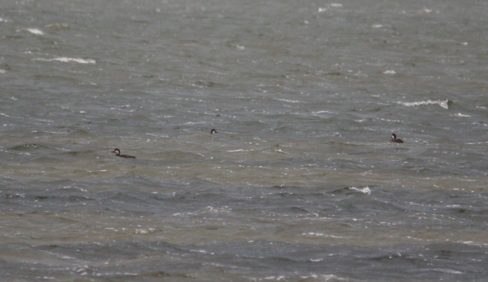 Black Scoter - ML132178801