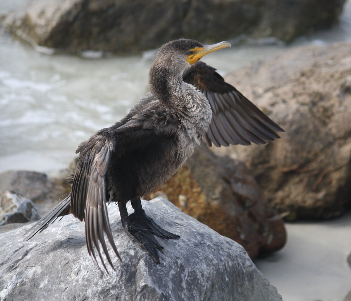 Double-crested Cormorant - ML132179571