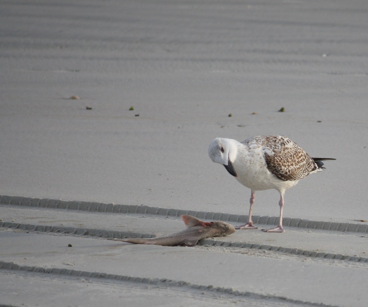 Great Black-backed Gull - adam zions