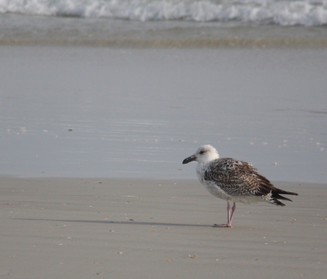 Great Black-backed Gull - ML132179641