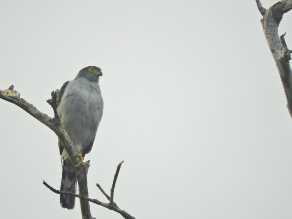 Gavilán Bicolor - ML132183131