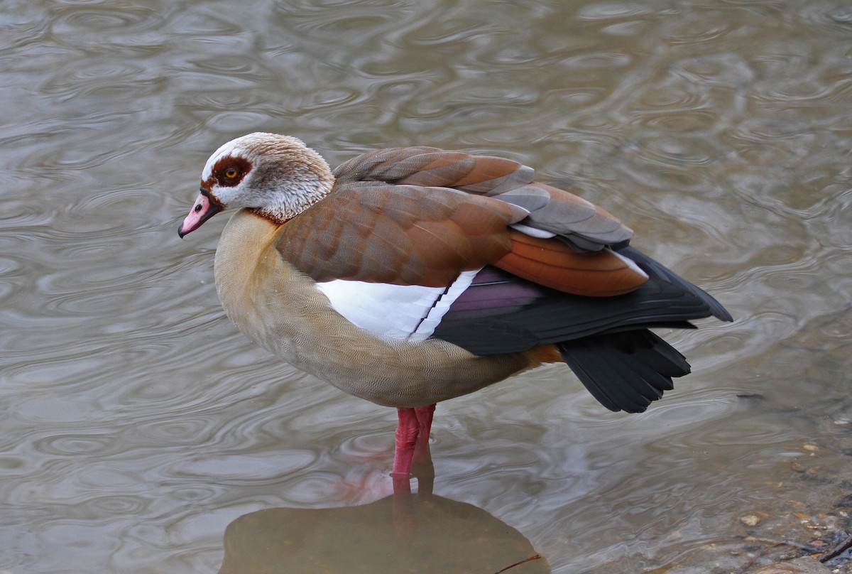 Egyptian Goose - ML132183191