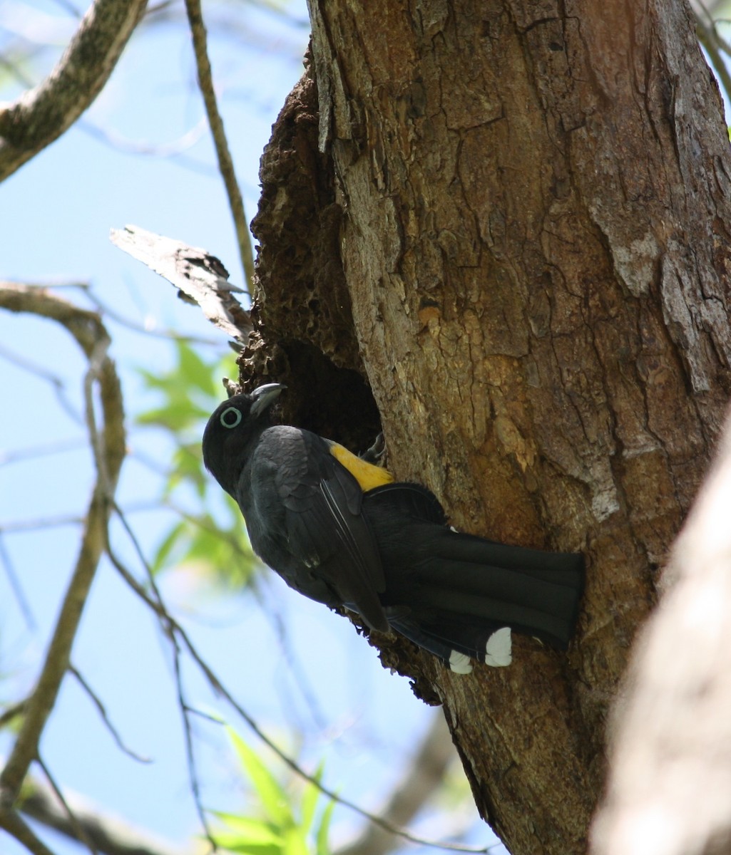 Trogon à tête noire - ML132183351