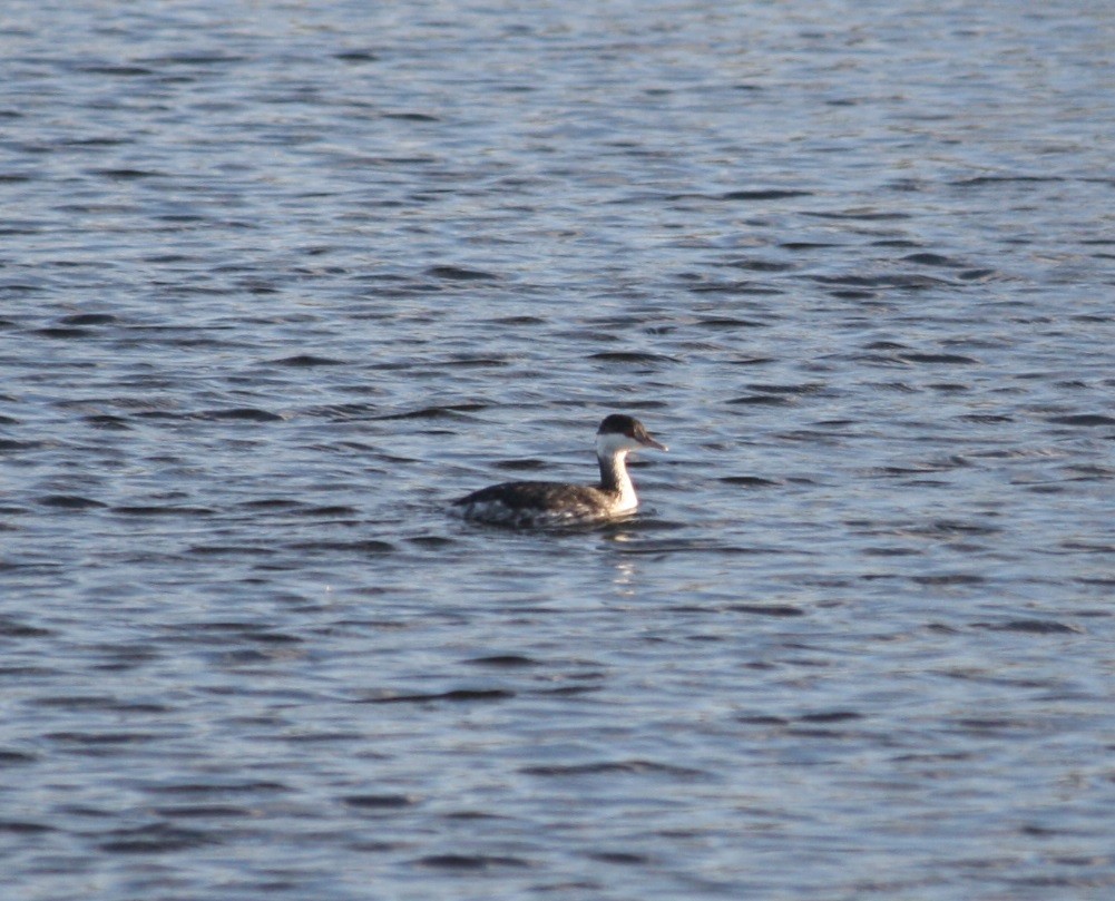 Horned Grebe - ML132184711