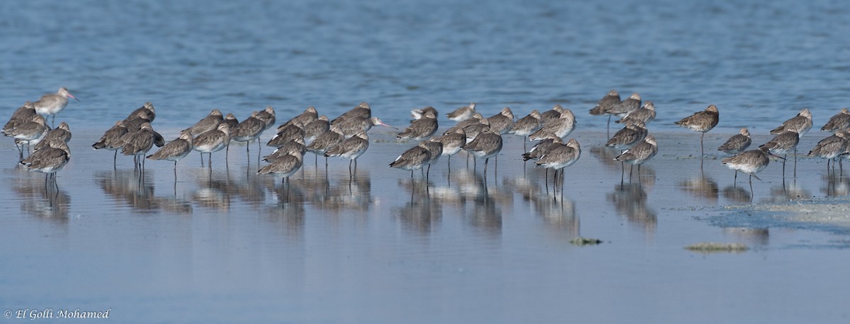 Black-tailed Godwit - ML132187451