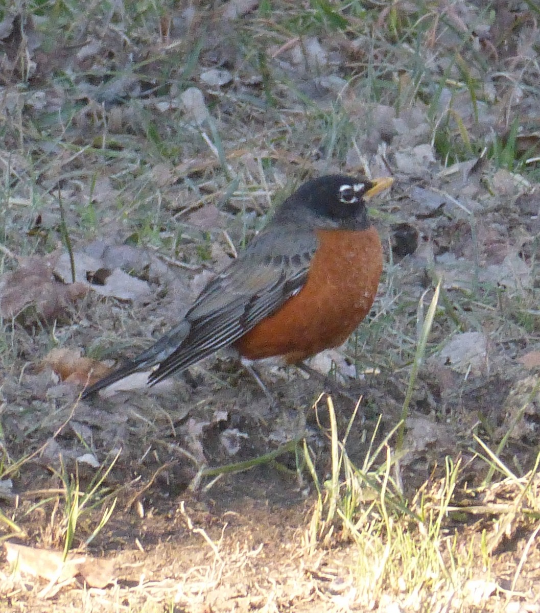 American Robin - ML132187601