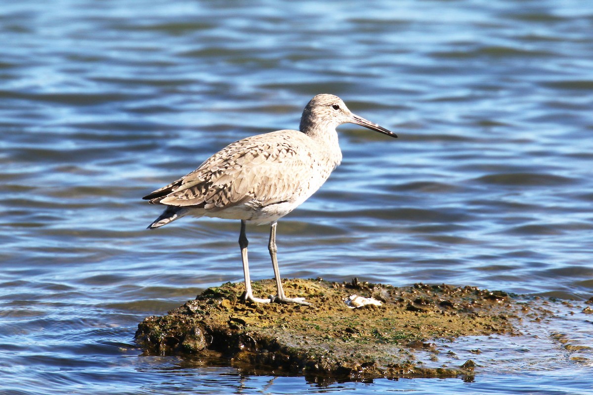 Willet - ML132190851