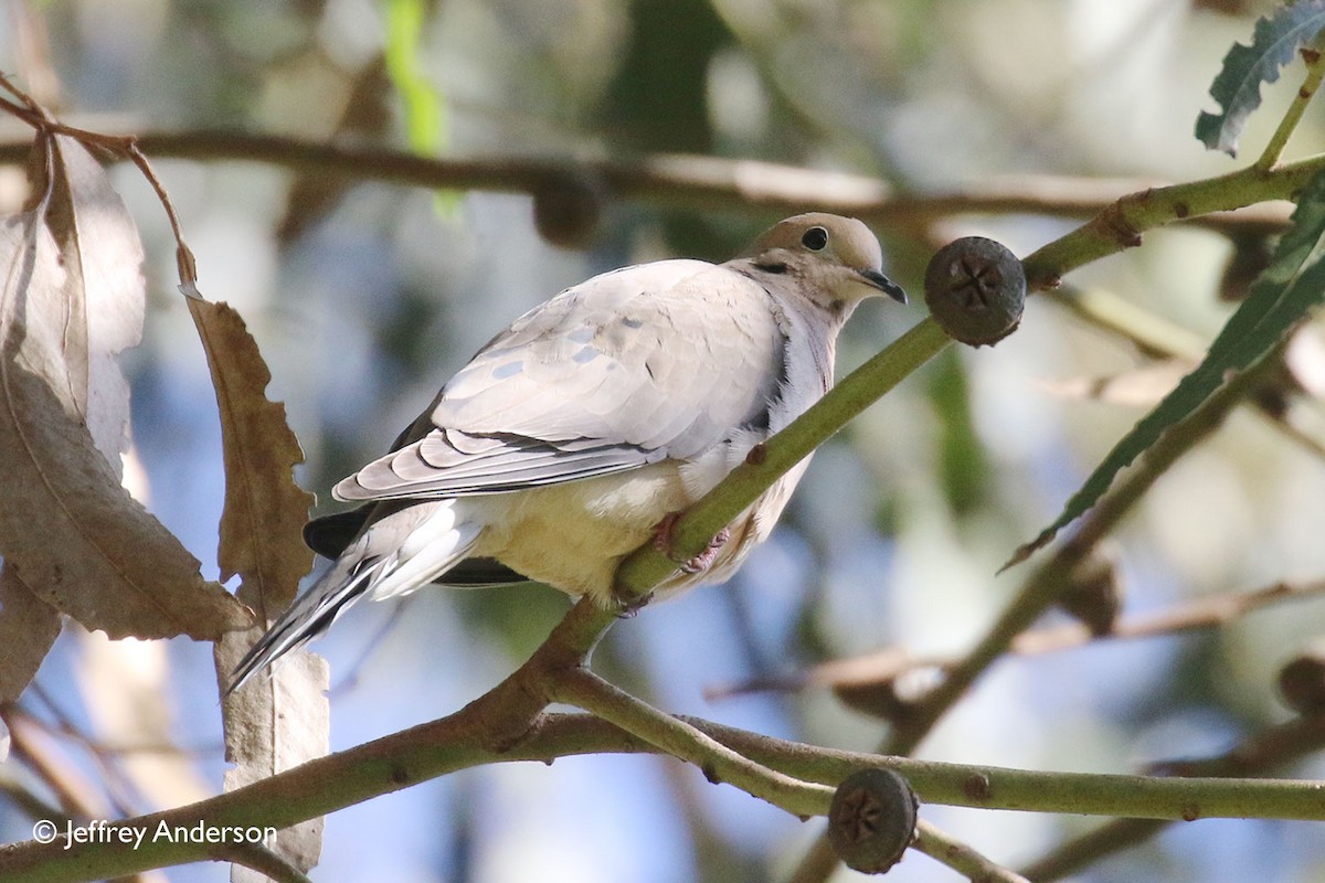 Mourning Dove - ML132190911