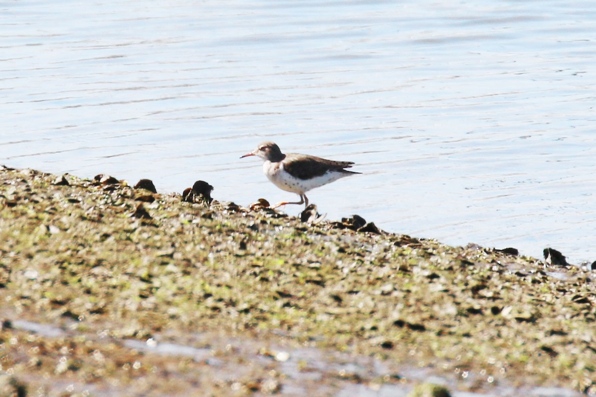 Spotted Sandpiper - ML132190981