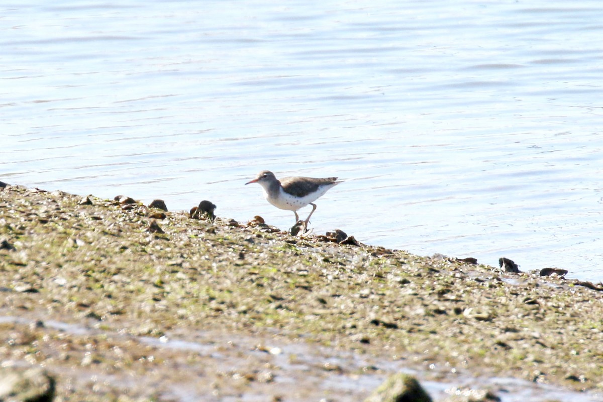 Spotted Sandpiper - ML132190991