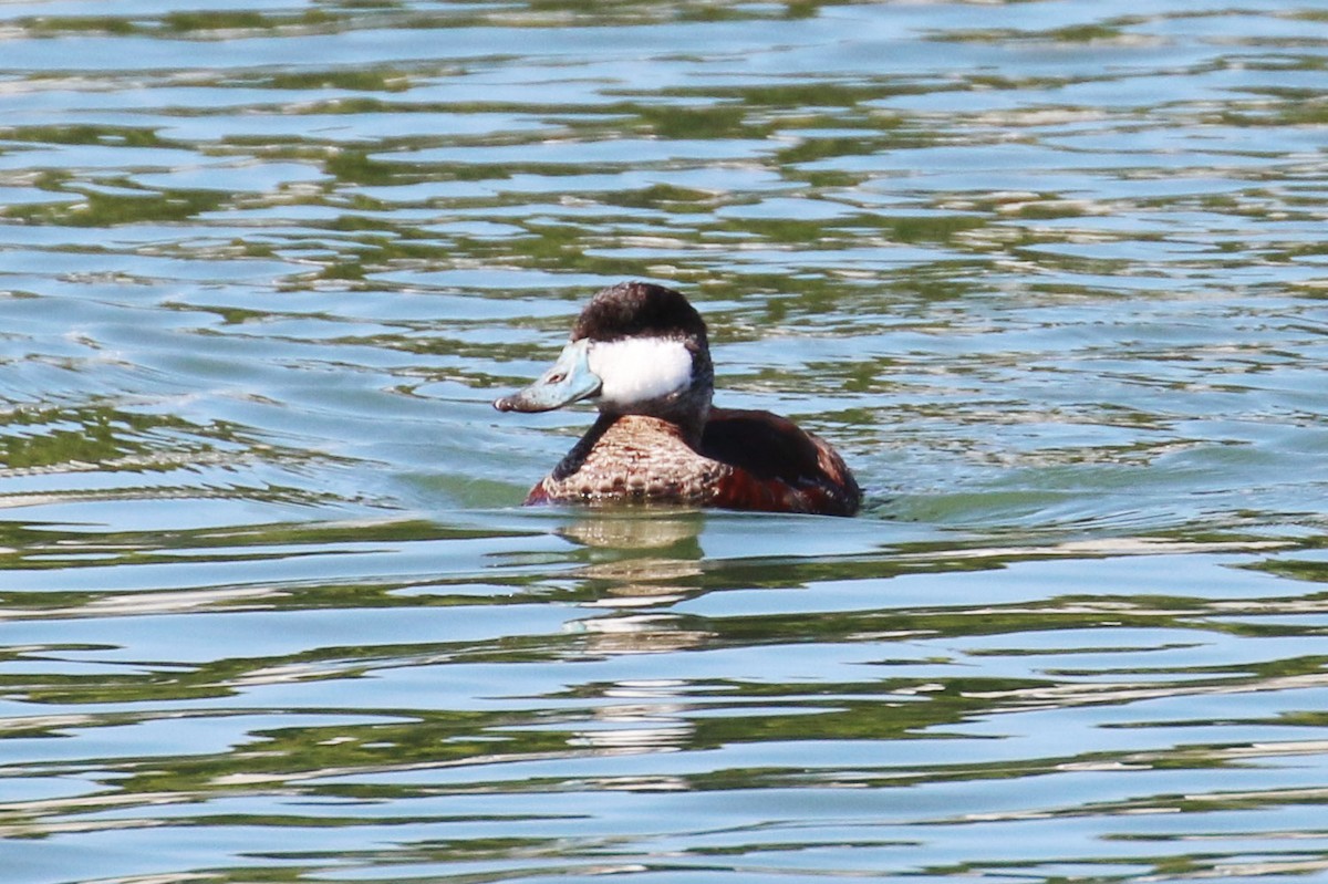 Ruddy Duck - ML132191021