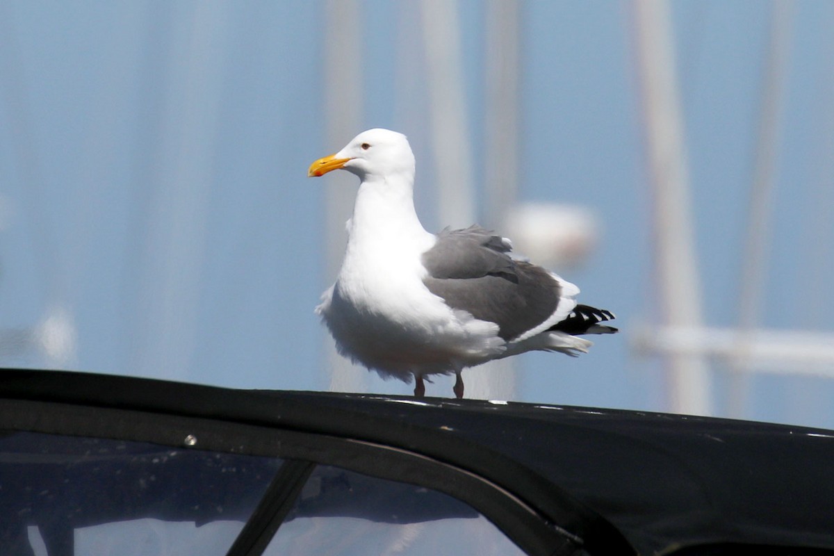 Western Gull - Susan Mullaney