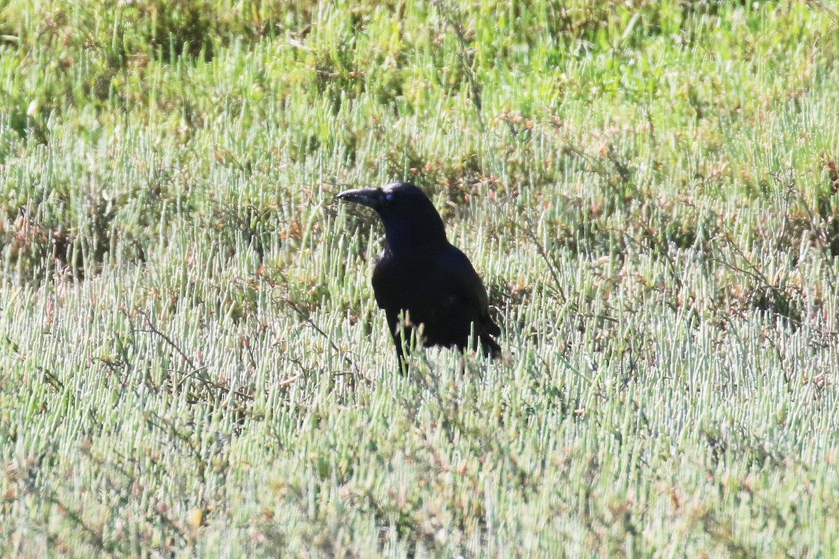 American Crow - Susan Mullaney