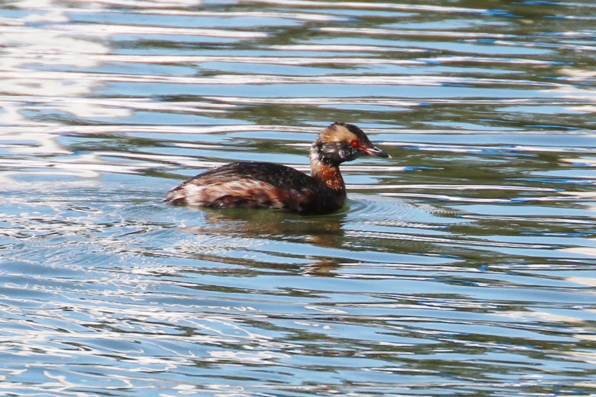 Horned Grebe - ML132191071