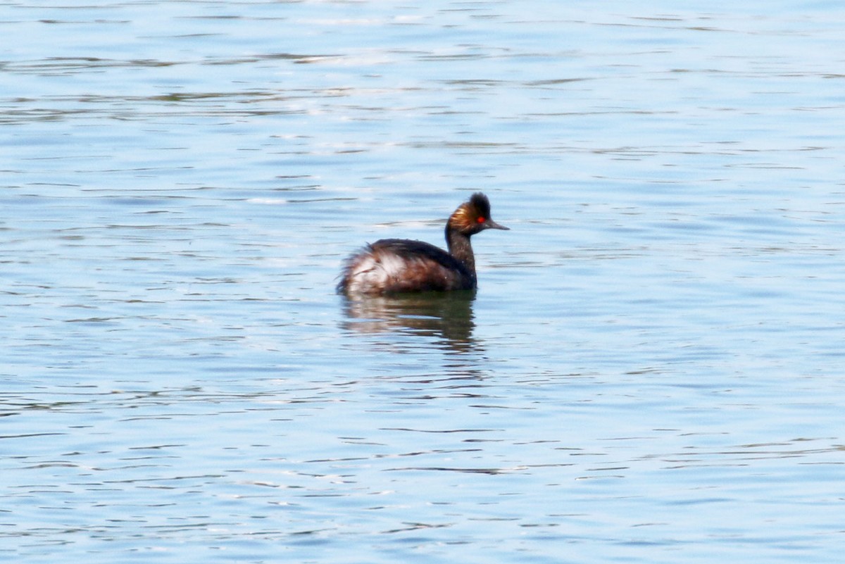 Eared Grebe - ML132191161