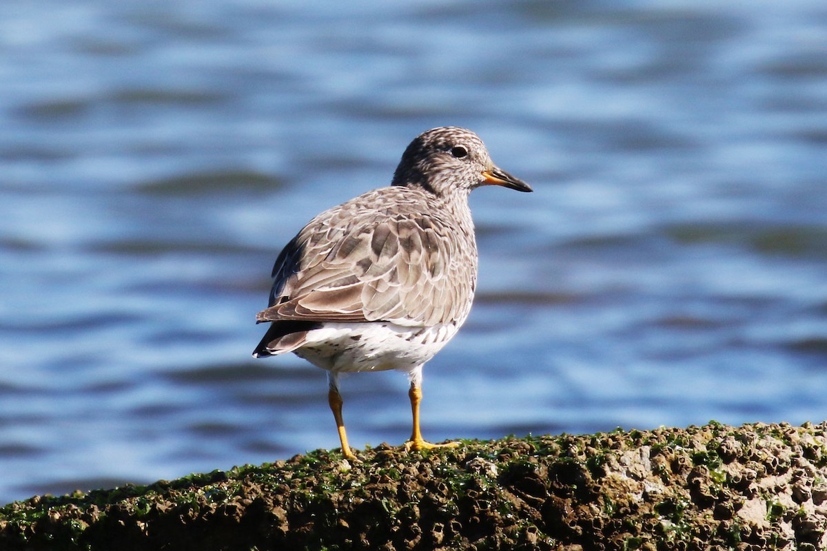 Surfbird - ML132191201