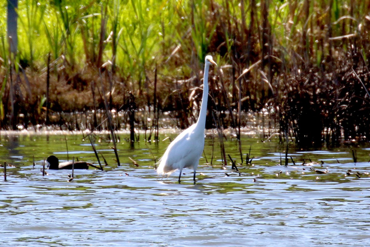 Great Egret - ML132191211