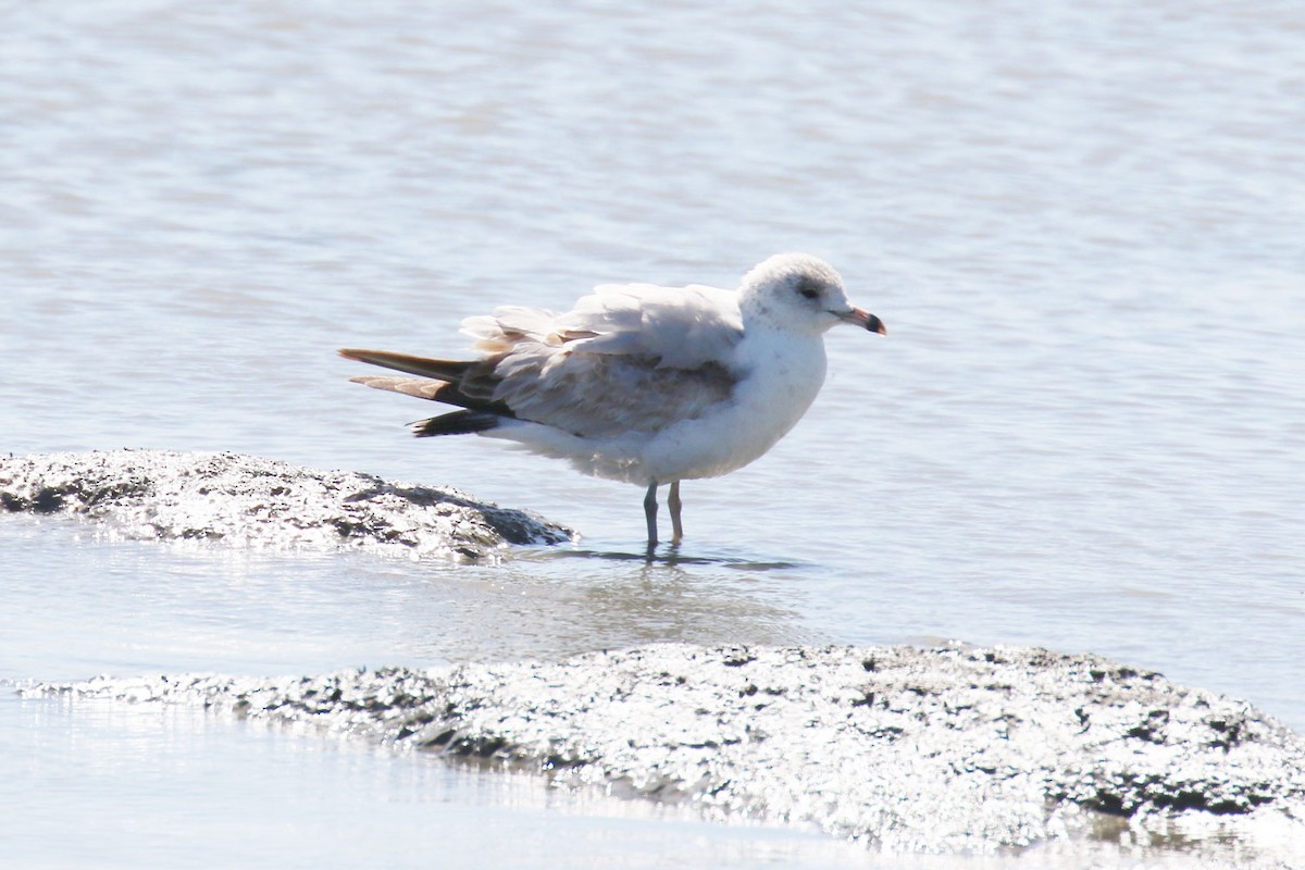 Ring-billed Gull - ML132191231