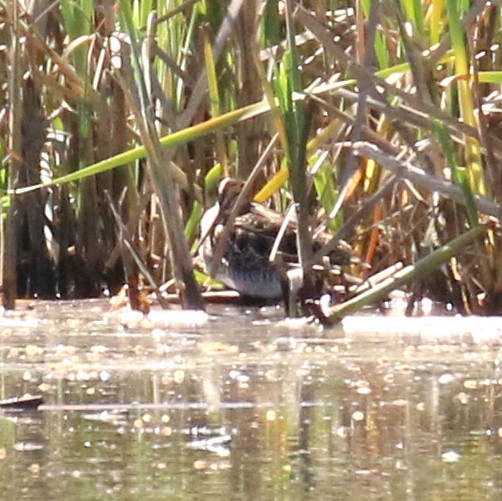 Wilson's Snipe - ML132191251