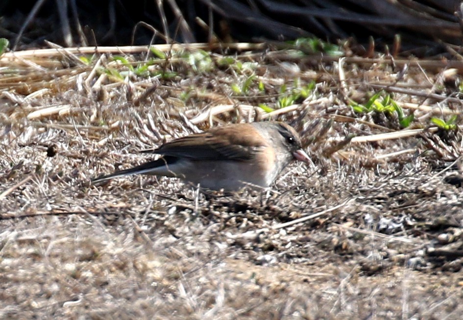 Dark-eyed Junco - ML132191471