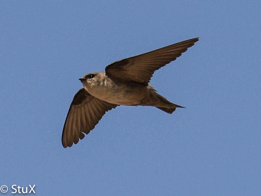 Rock Martin (Pale Crag-Martin) - ML132192861