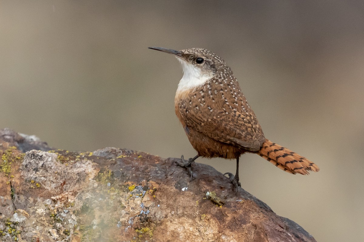Canyon Wren - Ken Chamberlain