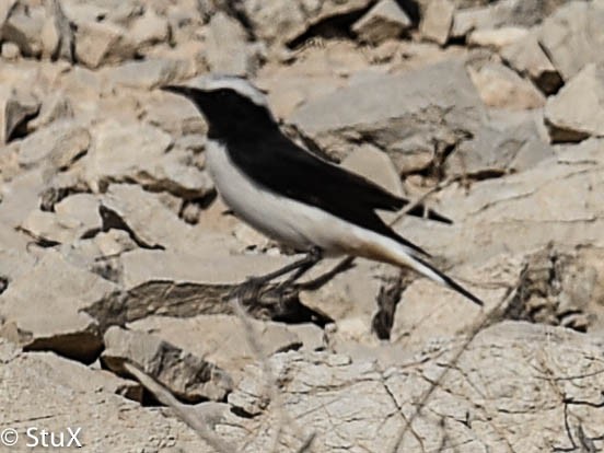 Mourning Wheatear - ML132193061