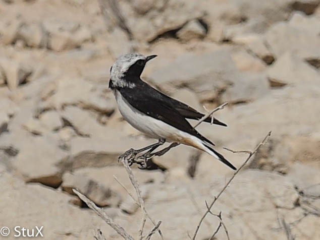 Mourning Wheatear - ML132193071